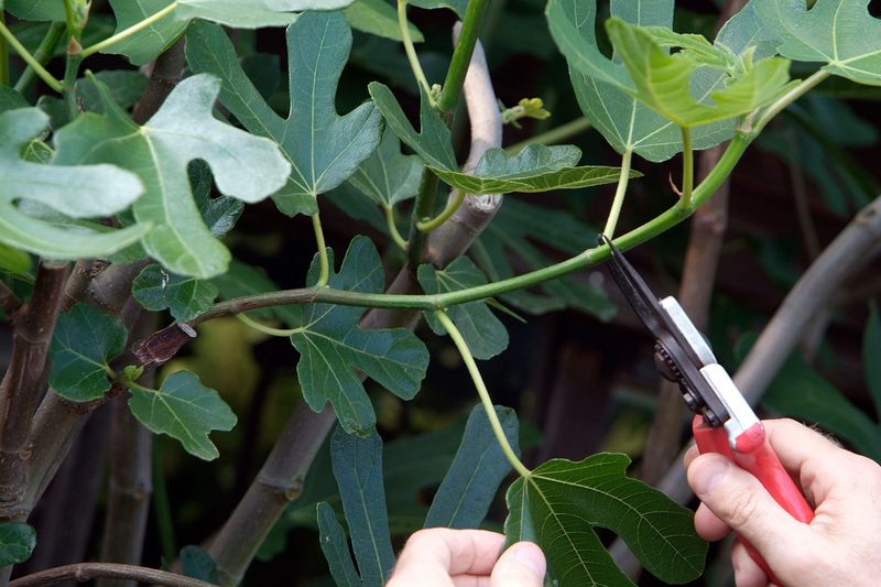 Prune for a reason, not by default