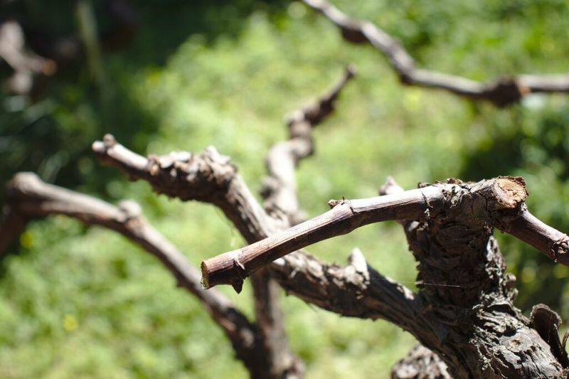 Prune for a sound vine, not a guaranteed harvest