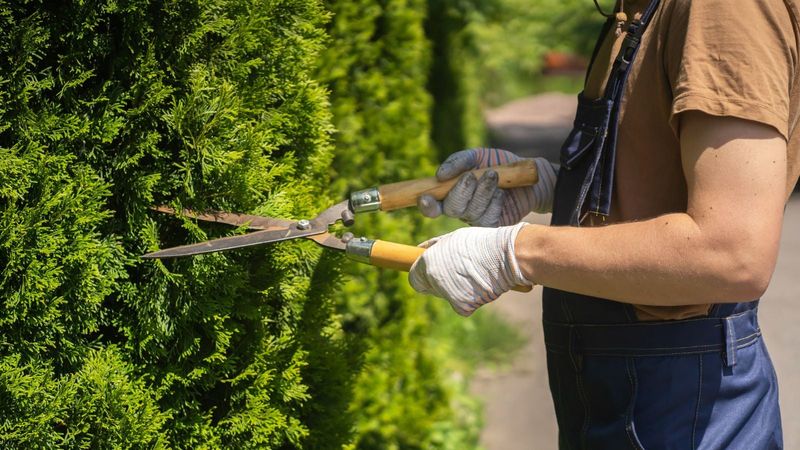 Prune juniper selectively, not severely