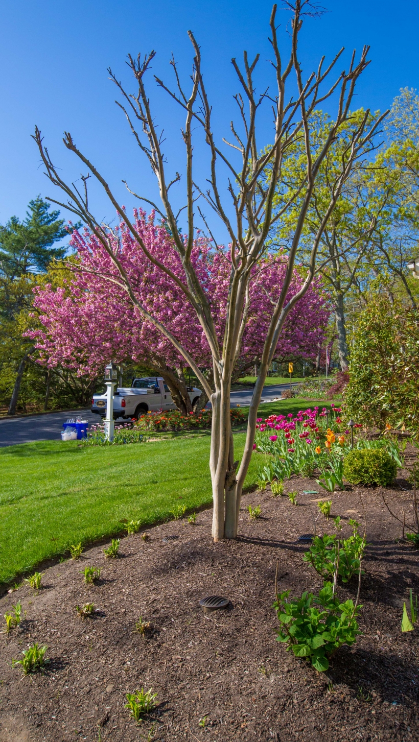 Prune only when needed, and time it by dormancy Prune only when needed, and time it by dormancy