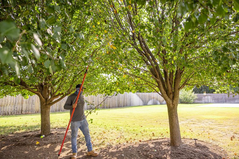 Prune plants according to their needs