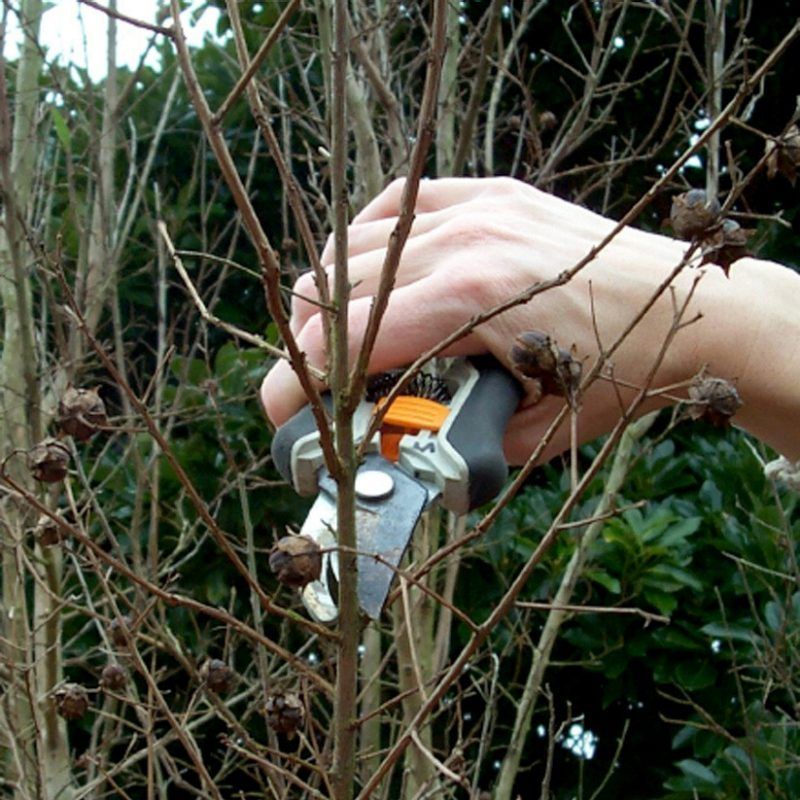 Prune selectively while the plant is dormant
