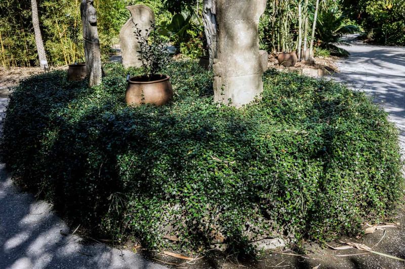 Prune yearly and watch the edges Prune yearly and watch the edges