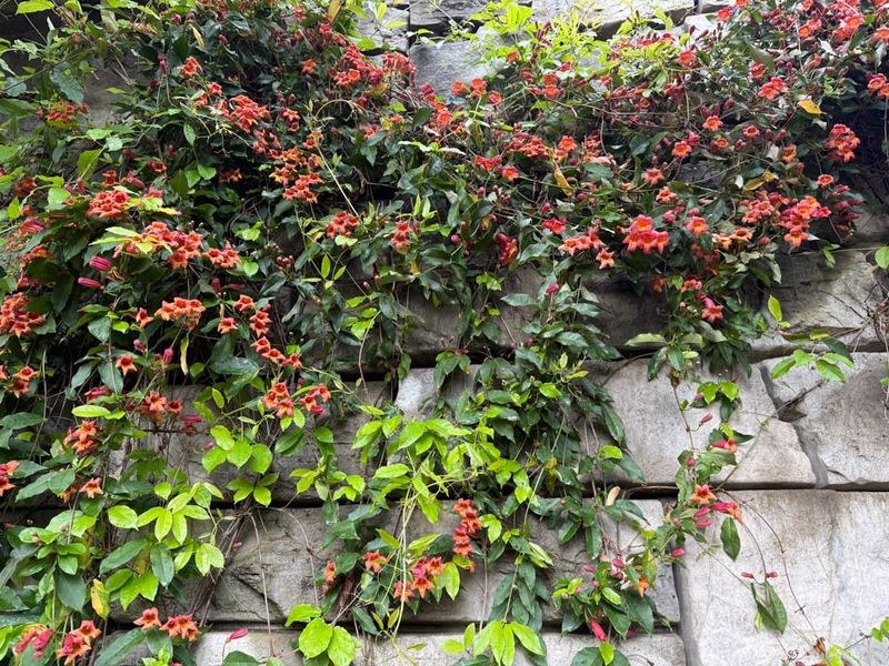 Pruning and fire exposure change the planting decision