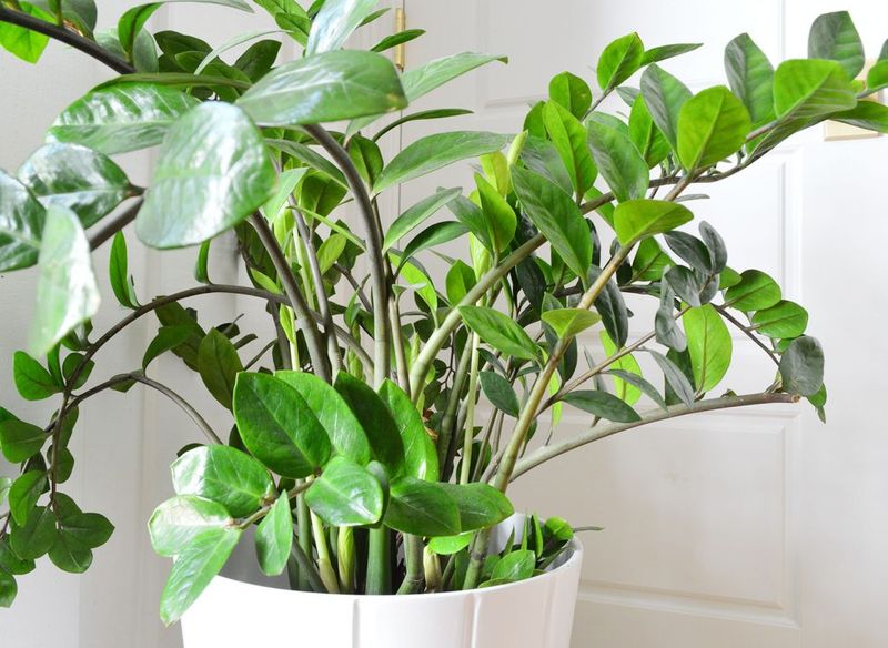 Pruning and heavy feeding will not force bushiness