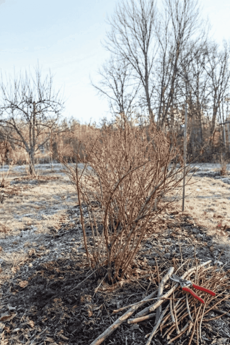 Pruning can improve fruit quality while reducing the crop load