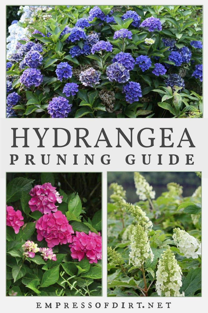 Pruning old stems now can remove next year’s flowers Pruning old stems now can remove next year’s flowers