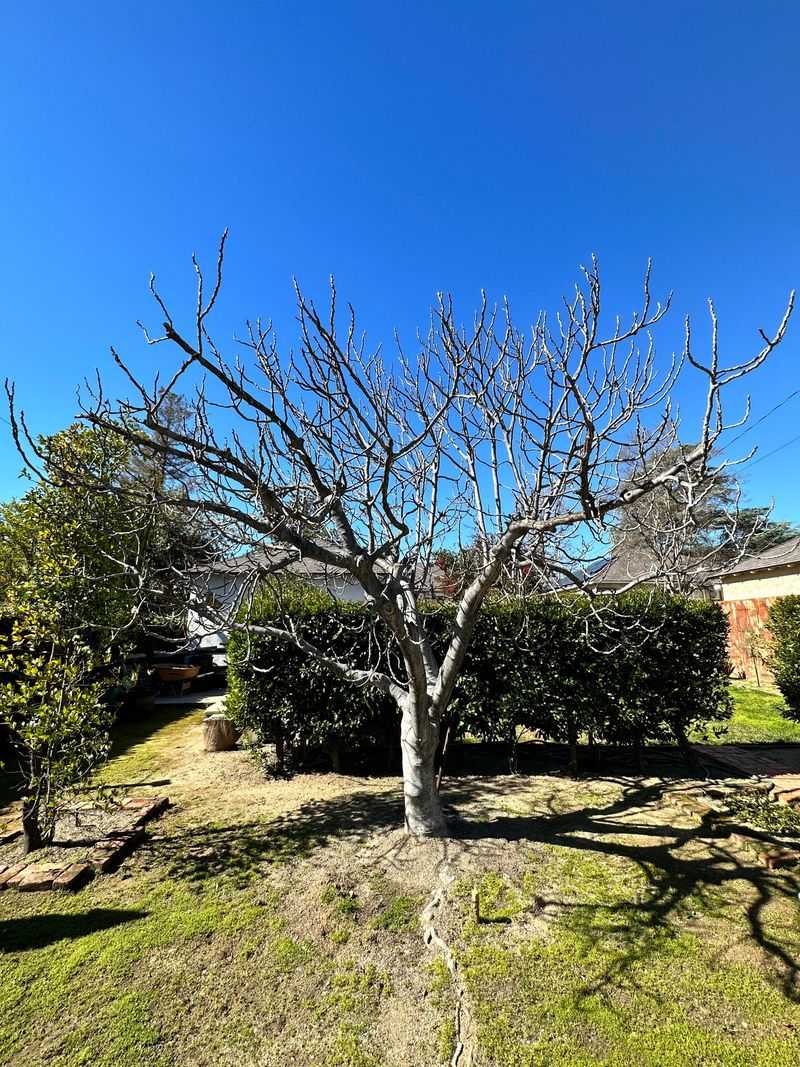 Pruning severity can affect the next fig crop Pruning severity can affect the next fig crop