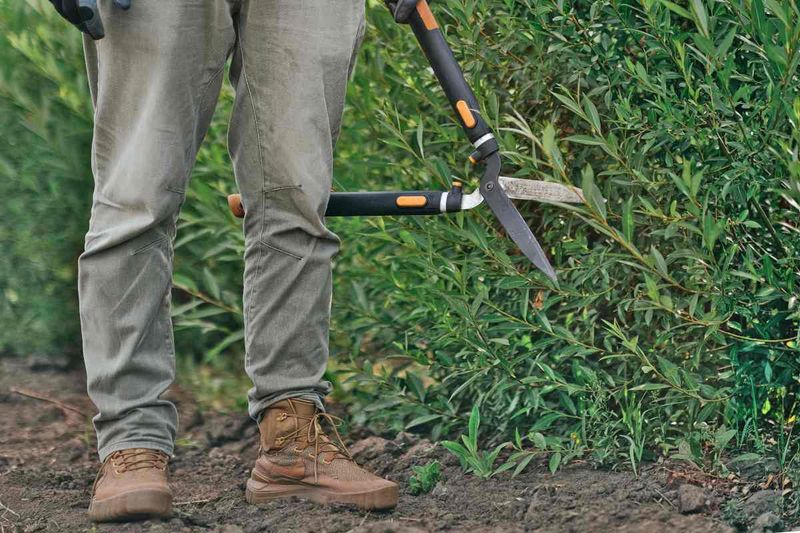 Pruning shapes the hedge and manages suckers