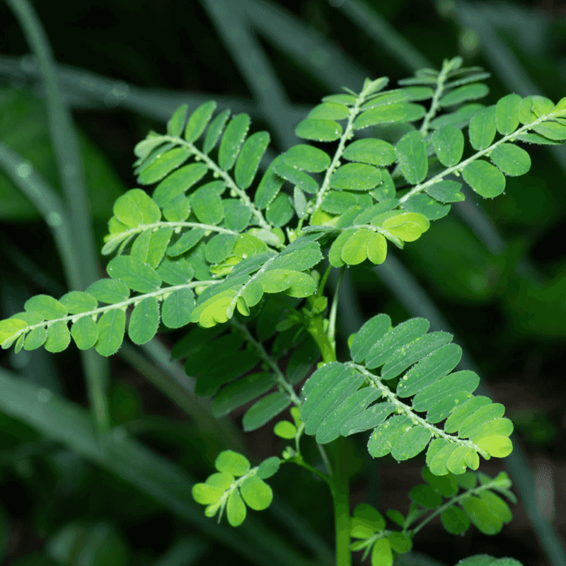 Pull Plants Promptly and Contain Visible Seeds