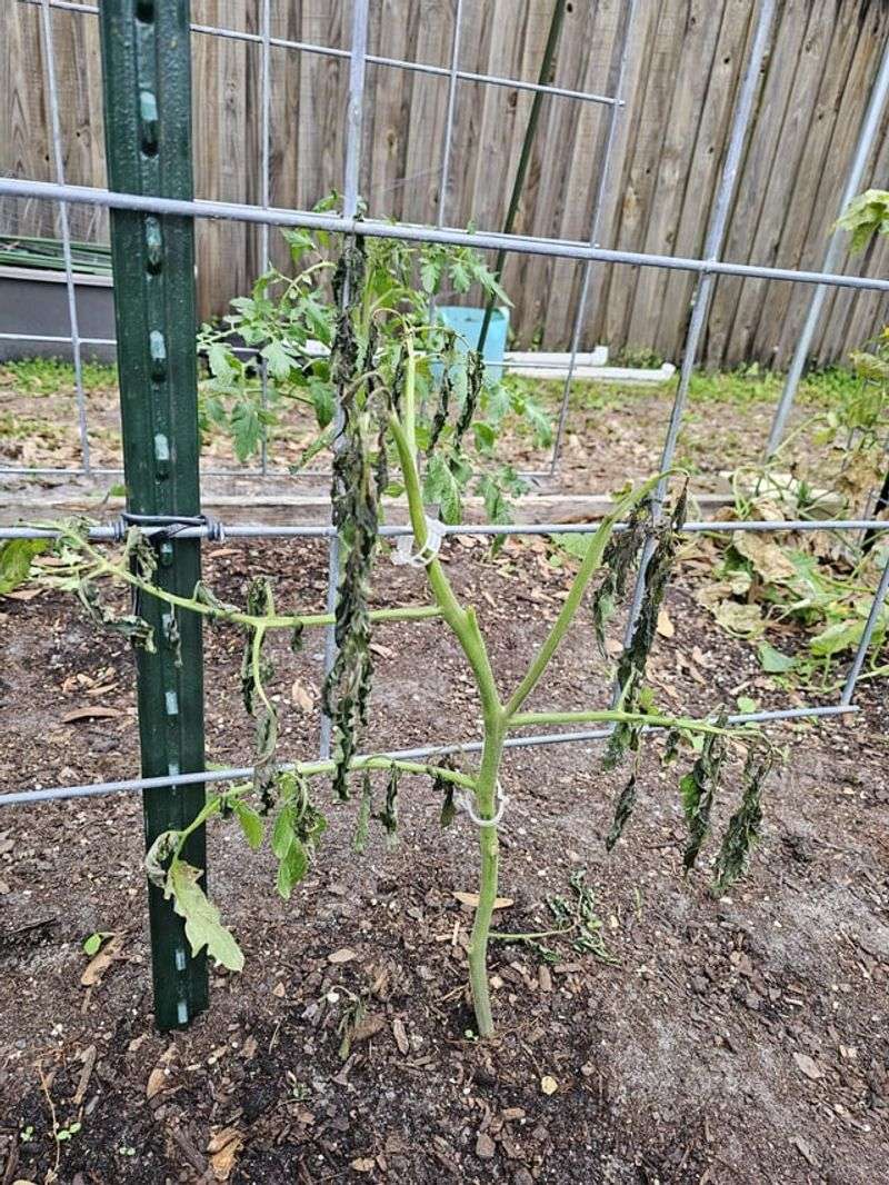 Pull plants when harvest is over—not just because fall arrived