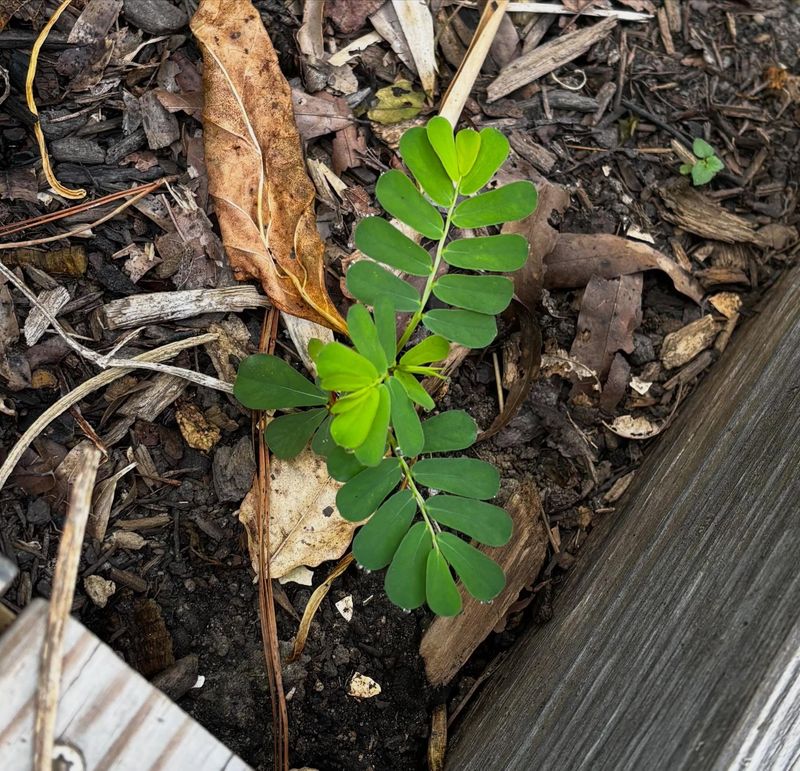 Pull young plants before their fruits mature