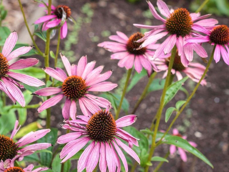 Purple Coneflower