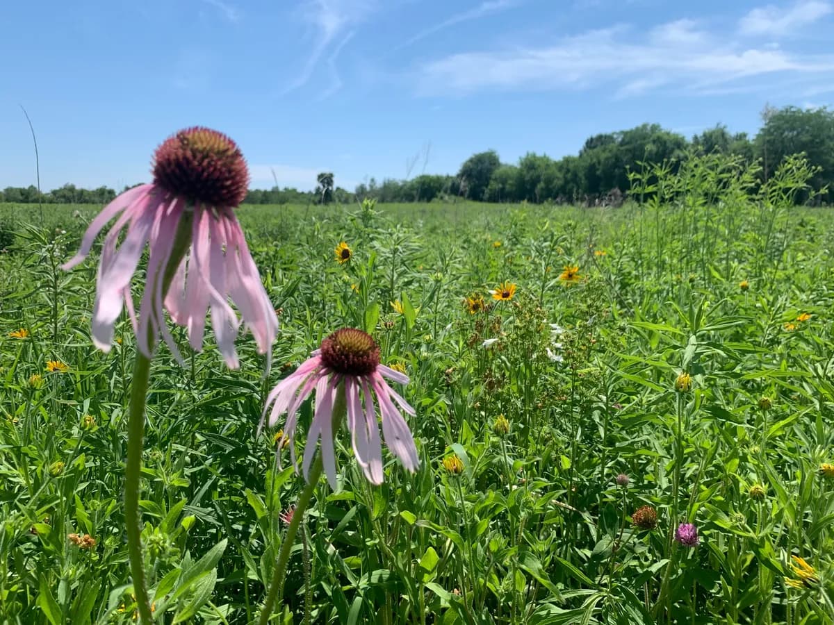 Purple Coneflower