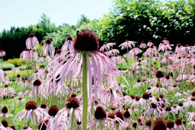 Purple Coneflower (Echinacea purpurea)