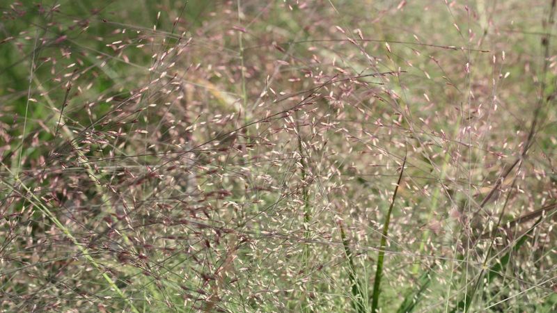 Purple Lovegrass Purple Lovegrass