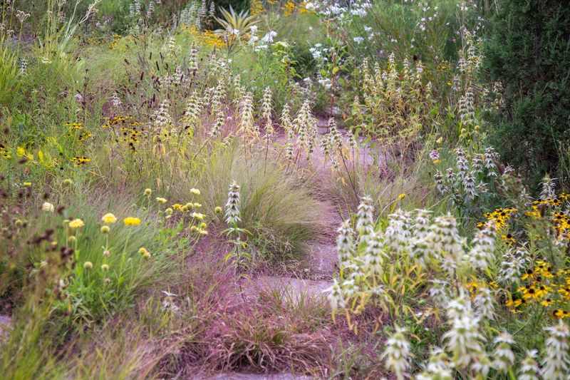 Purple Lovegrass Purple Lovegrass