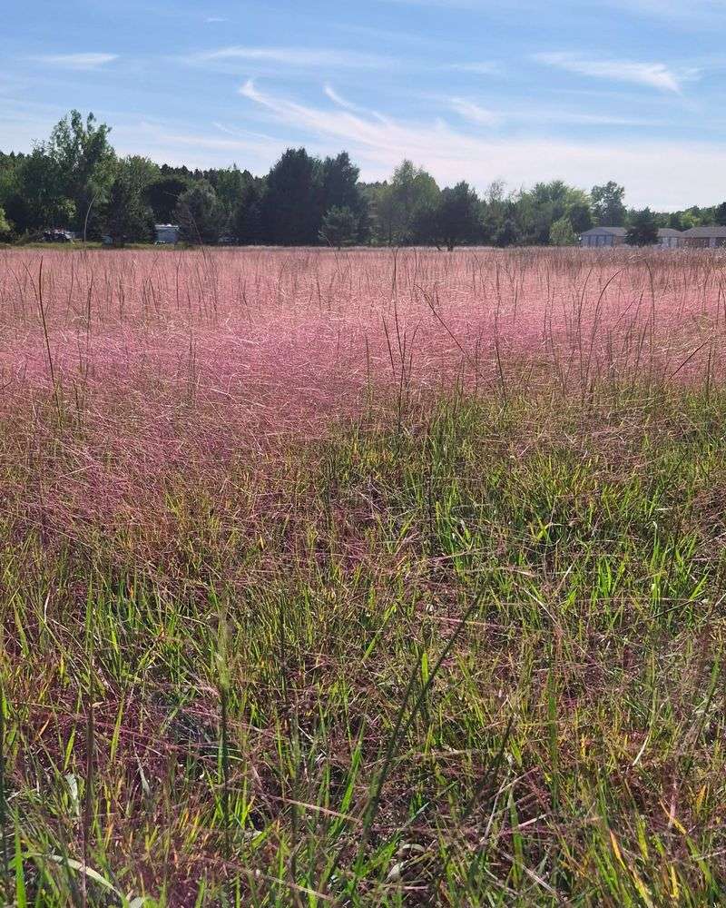 Purple Lovegrass