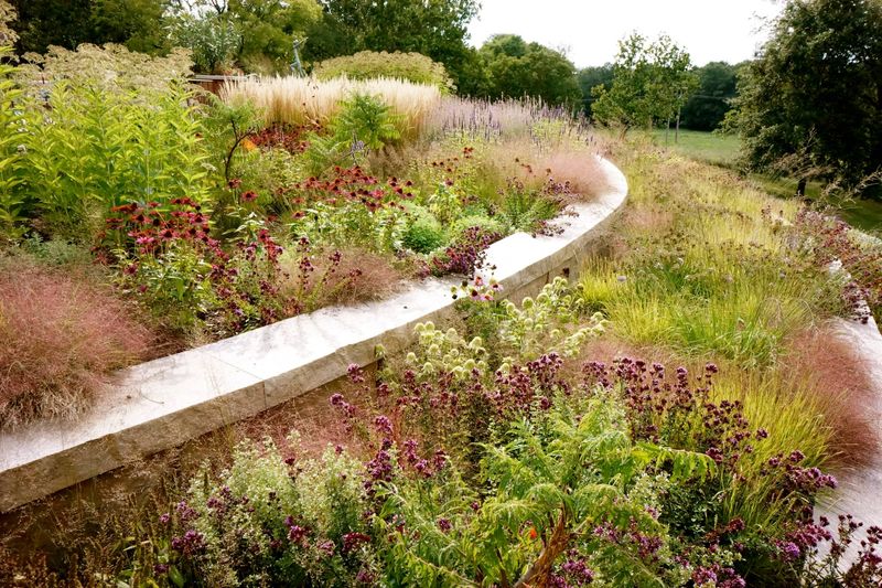 Purple Lovegrass