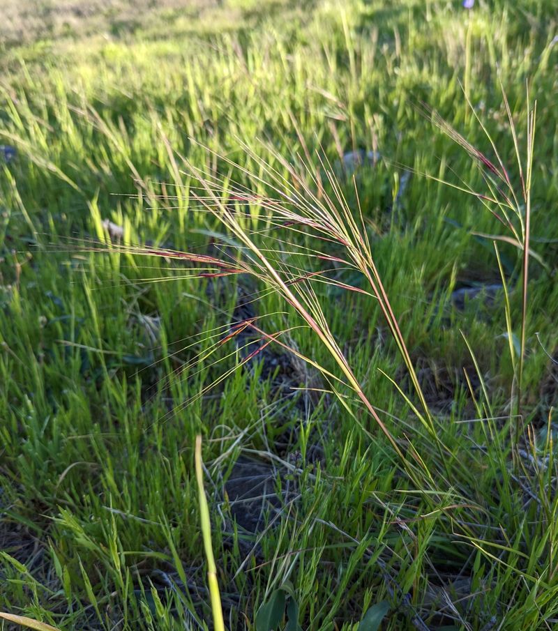 Purple Needlegrass (Nassella pulchra)