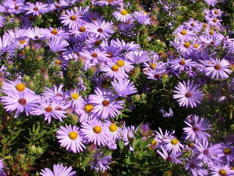 Purple blooms bring fall color Purple blooms bring fall color