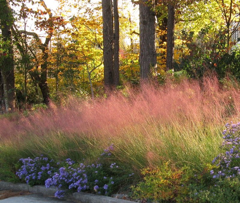 Purple fountain grass is usually an annual in North Carolina Purple fountain grass is usually an annual in North Carolina