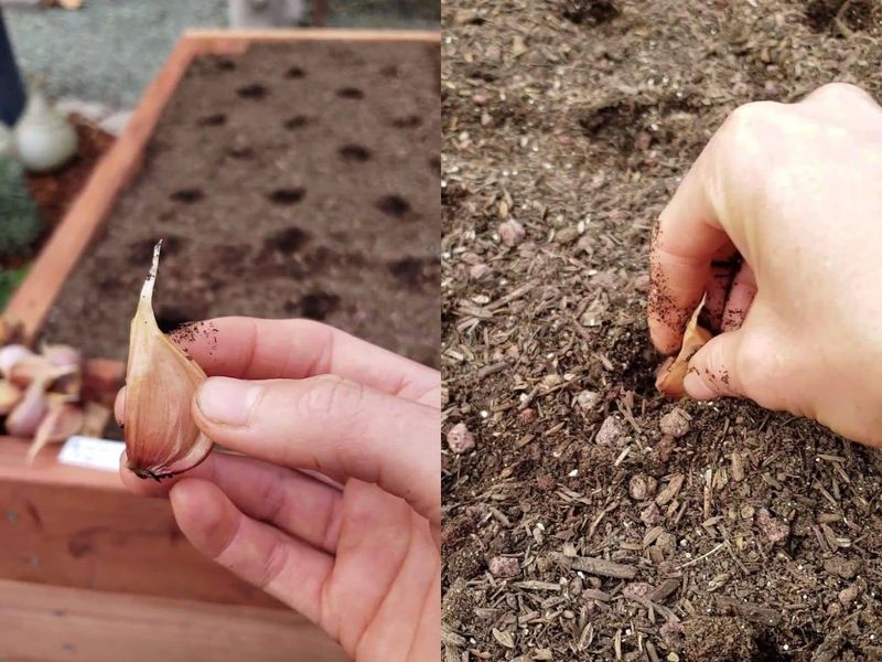 Putting Cloves in Upside Down or Too Shallow