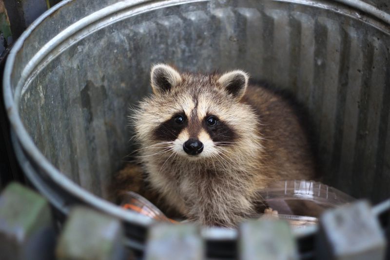 Raccoon Raccoon
