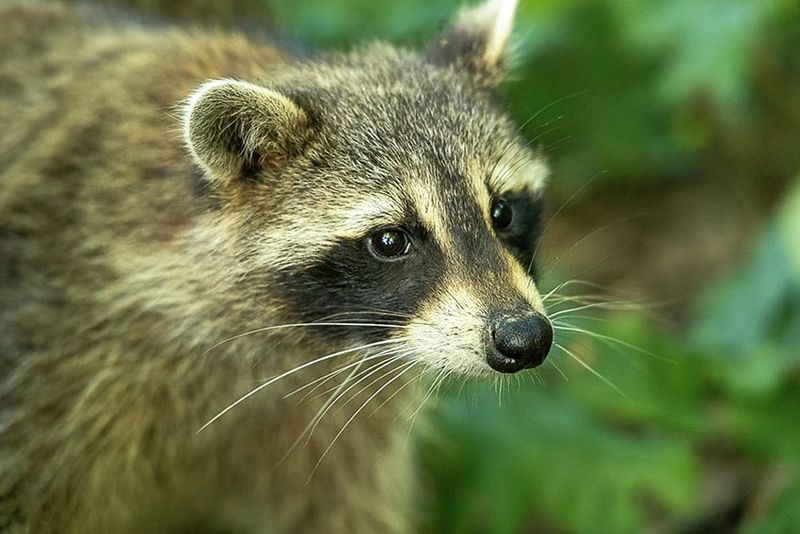 Raccoons Raccoons