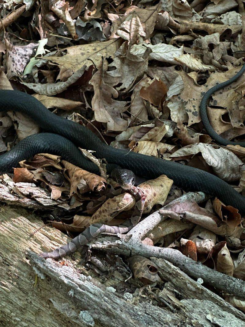 Racers may eat young copperheads, but they cannot promise protection Racers may eat young copperheads, but they cannot promise protection
