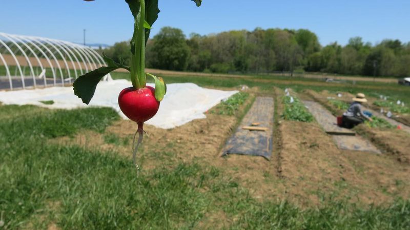 Radishes