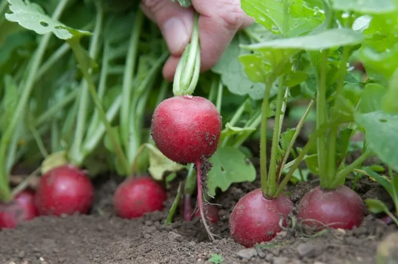 Radishes Radishes