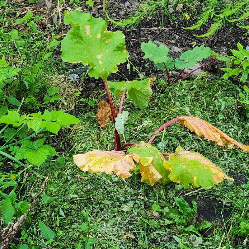 Ragged leaves do not always mean the plant is failing