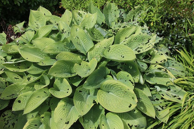 Ragged leaves do not automatically point to slugs Ragged leaves do not automatically point to slugs