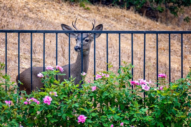 Ragged tears can point to deer