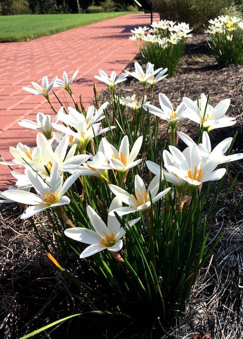 Rain Lily