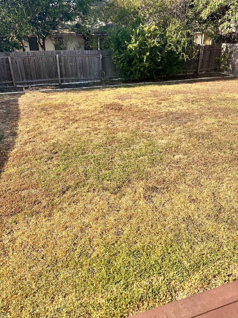 Rain does not promise an instant green-up