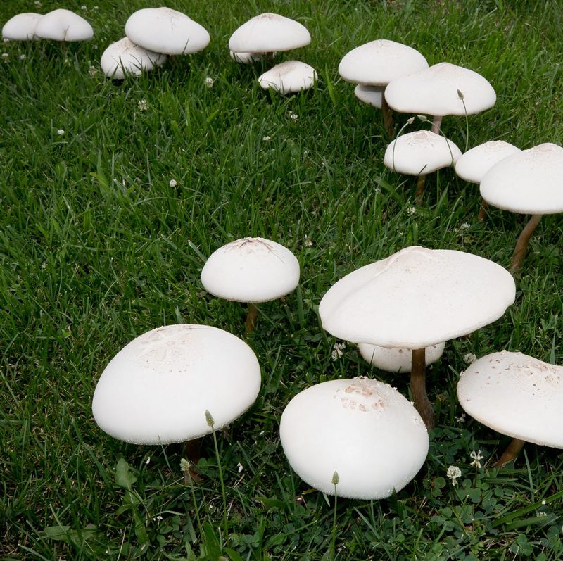 Rain reveals a fungus that was already there