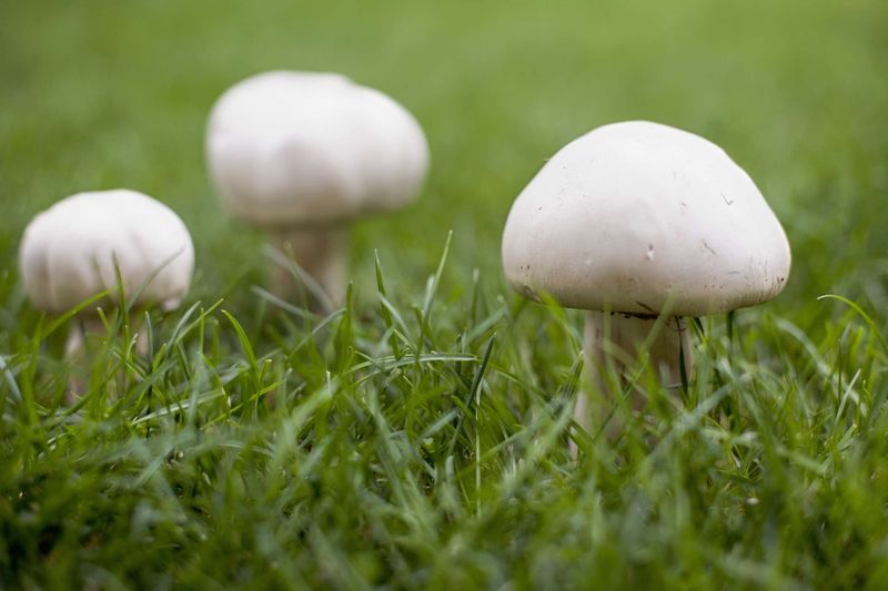 Rain-triggered mushrooms show fungal activity, not soil quality