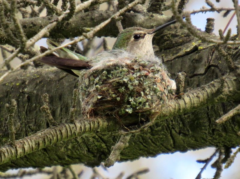 Rainy-season conditions align with nesting in the Bay Area