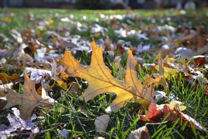 Rake Up Leaf Piles and Mulch Hideouts