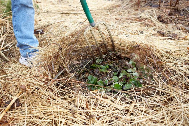 Rake mulch back as spring growth resumes Rake mulch back as spring growth resumes