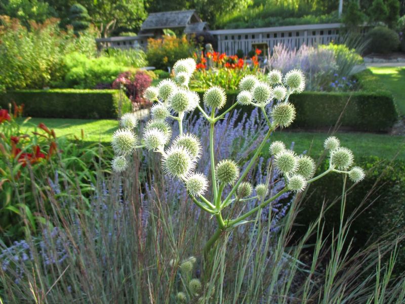 Rattlesnake Master Rattlesnake Master