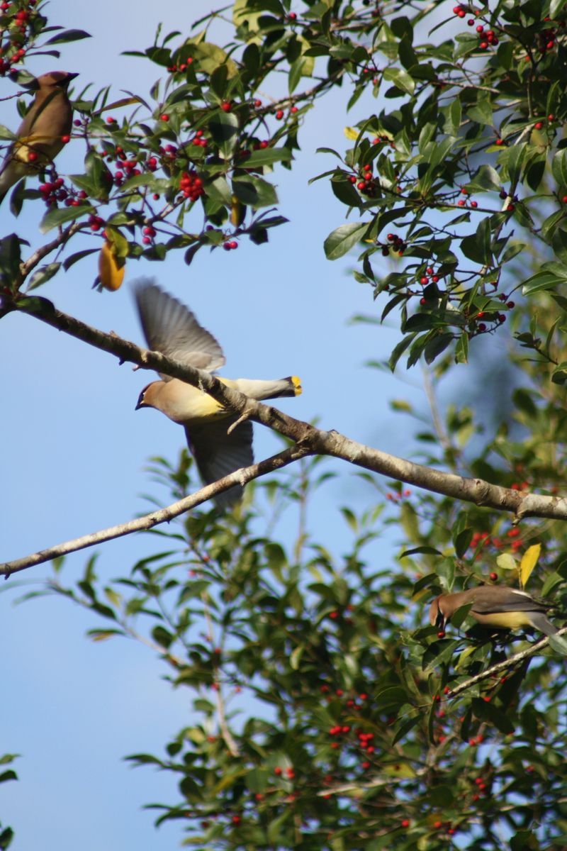 Read the Tree Before You Redesign the Yard