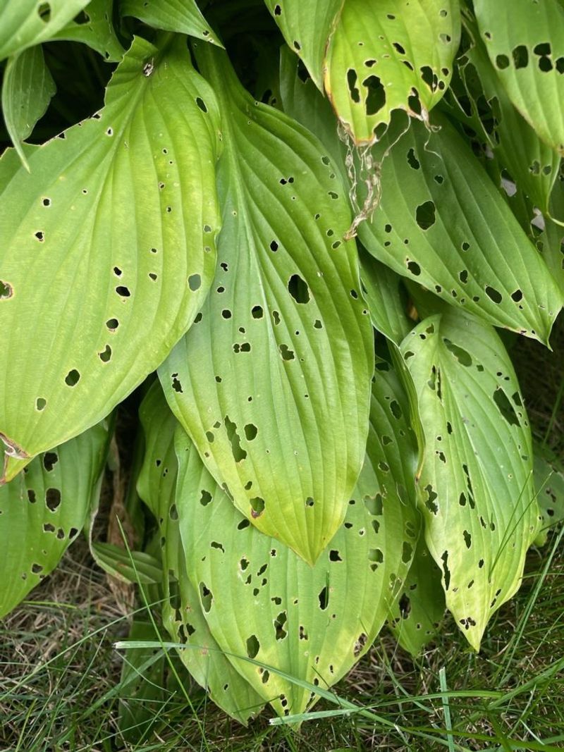 Read the clues in ragged leaves before you act