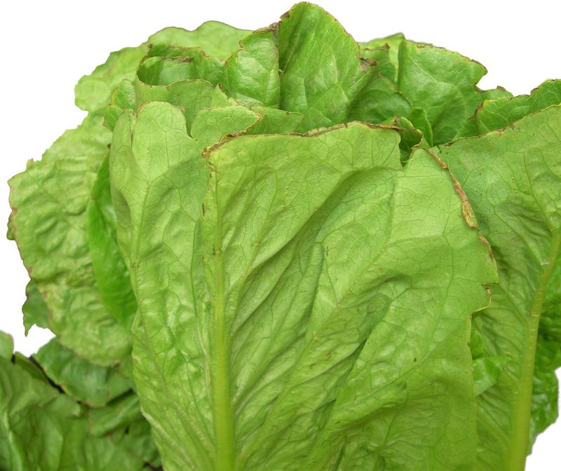 Read the damaged leaf before naming the problem