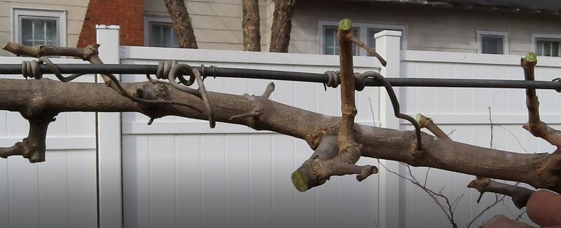 Read the structure of an established vine