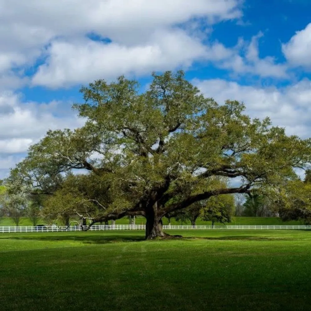 Read the tree, not just the acorns