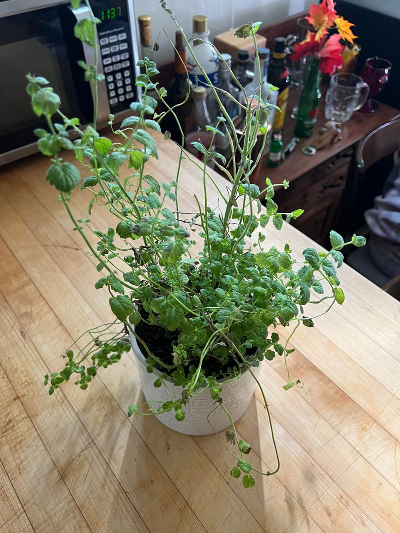 Reassess the plant instead of repeating the cut Reassess the plant instead of repeating the cut