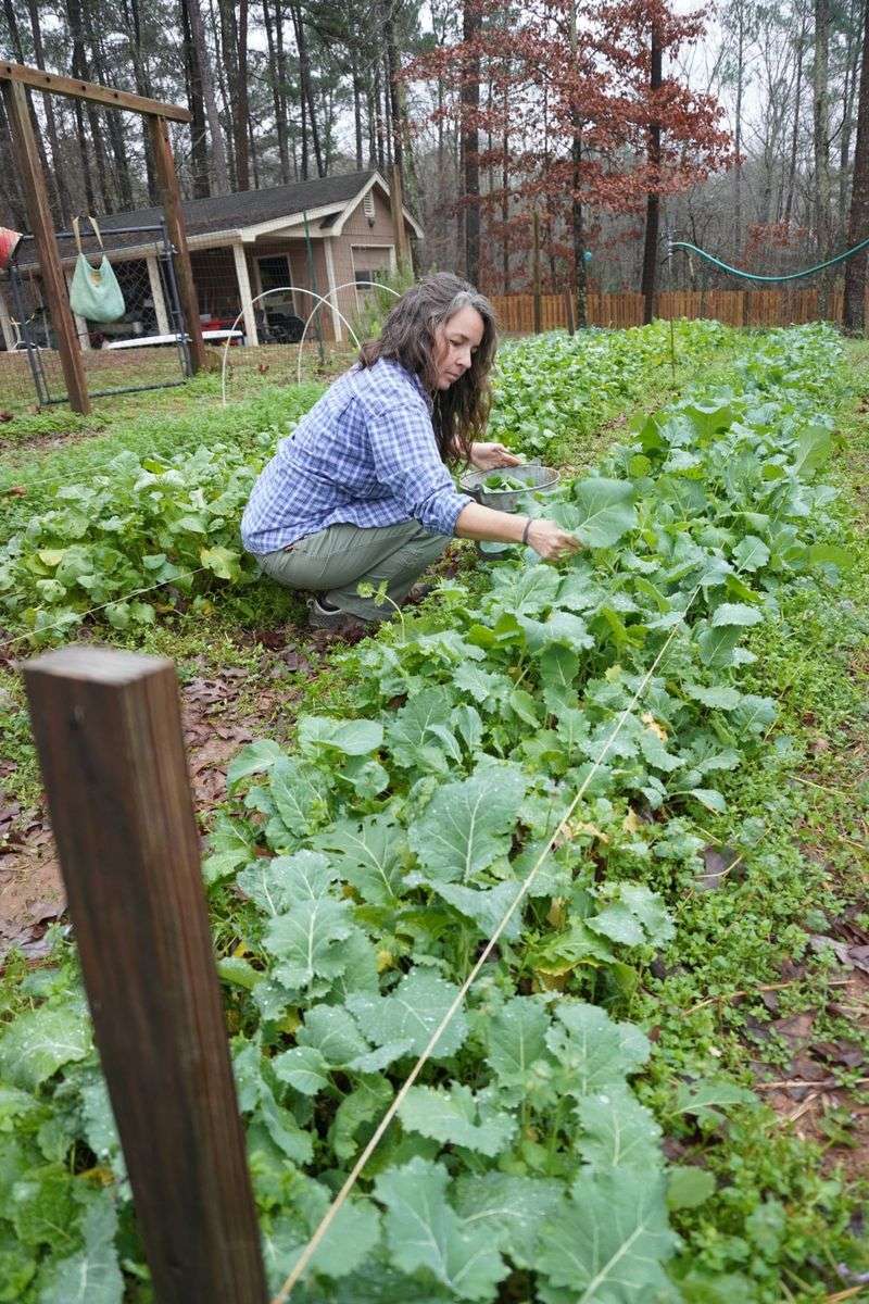 Recheck plants and wash collards after harvest Recheck plants and wash collards after harvest